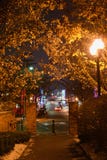 Gehweg mit Bäumen nachts lizenzfreie stockfotos Gehweg mit Bäumen nachts lizenzfreie stockfotos