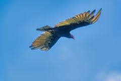 geier stockbilder geier stockbilder