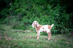 Geit stock foto Geit stock foto