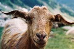 Geit in Fagaras
