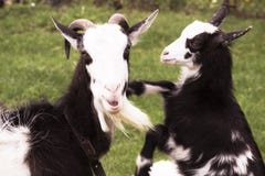 Geit met geit-kiddy in de aard stock foto's Geit met geit-kiddy in de aard stock foto's