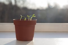Gekeimte Spr?sslinge in einem Topf auf dem Fensterbrett stockbilder Gekeimte Spr?sslinge in einem Topf auf dem Fensterbrett stockbilder