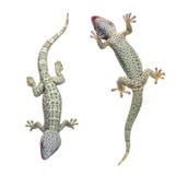 gekko de gecko tokay image stock gekko de gecko tokay image stock