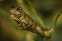 Gekko photos stock Gekko photos stock