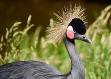 Gekrönter Kranvogel Beaitiful Schwarzes lizenzfreies stockfoto Gekrönter Kranvogel Beaitiful Schwarzes lizenzfreies stockfoto