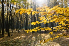 Gelb verlässt im Sonnenlicht im Herbstwald stockbild Gelb verlässt im Sonnenlicht im Herbstwald stockbild