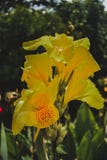 Gelbe Blume an meinem Gartennachmittag lizenzfreies stockfoto Gelbe Blume an meinem Gartennachmittag lizenzfreies stockfoto