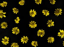 Gelbe Blumen auf schwarzem Hintergrund stockfotos Gelbe Blumen auf schwarzem Hintergrund stockfotos