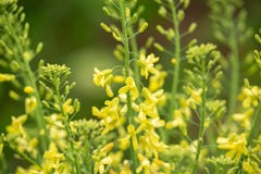 Gelbe Blumen des Gr?nkohls f?r folgenden Garten der Samensammlung im Fr?hjahr lizenzfreies stockbild Gelbe Blumen des Gr?nkohls f?r folgenden Garten der Samensammlung im Fr?hjahr lizenzfreies stockbild