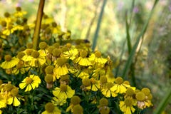 Gelbe Blumen in einem Garten lizenzfreies stockbild Gelbe Blumen in einem Garten lizenzfreies stockbild