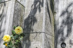 Gelbe Blumen mit grünen Blättern stockbild Gelbe Blumen mit grünen Blättern stockbild