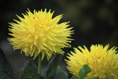 Gelbe Daisy Flower Stockbilder Gelbe Daisy Flower Stockbilder