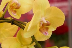 Gelbe Orchidee Lizenzfreies Stockbild Gelbe Orchidee Lizenzfreies Stockbild