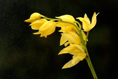 Gelbe Orchideenblume Stockfoto Gelbe Orchideenblume Stockfoto