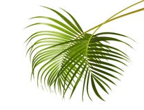 Gelbe Palmblätter Dypsis-lutescens oder goldene Stockpalme, Arekanusspalmblätter, tropisches Laub lokalisiert auf weißem Hintergr stockbilder Gelbe Palmblätter Dypsis-lutescens oder goldene Stockpalme, Arekanusspalmblätter, tropisches Laub lokalisiert auf weißem Hintergr stockbilder