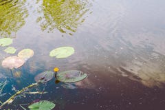 Gelbe Seerose und grüne Blätter auf dem Wasser stockfotografie Gelbe Seerose und grüne Blätter auf dem Wasser stockfotografie