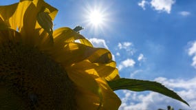 gelbe Sonnenblume stockbild gelbe Sonnenblume stockbild