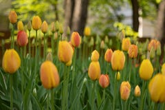 Gelbe Tulpen bl?hen an einem sonnigen Tag im Park auf einem Hintergrund von gr?nen Bl?ttern stockfotografie Gelbe Tulpen bl?hen an einem sonnigen Tag im Park auf einem Hintergrund von gr?nen Bl?ttern stockfotografie