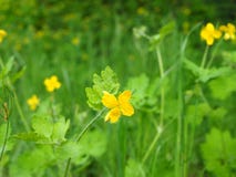Gelber Celandine, Kräuter stockfoto Gelber Celandine, Kräuter stockfoto