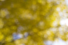 Gelber Herbstlaub unscharfer Hintergrund stockbilder Gelber Herbstlaub unscharfer Hintergrund stockbilder