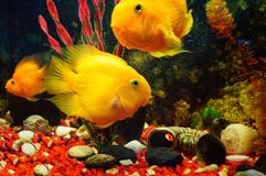 Gelber hybrider Cichlidpapagei im Frischwasseraquarium lizenzfreie stockfotografie Gelber hybrider Cichlidpapagei im Frischwasseraquarium lizenzfreie stockfotografie