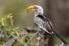 Gelbes berechnetes Horn Bill, Tockus Leucomelas, sitzend auf einer Niederlassung stockbild Gelbes berechnetes Horn Bill, Tockus Leucomelas, sitzend auf einer Niederlassung stockbild