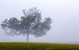 Gelbes Feld, einsamer Baum, bewölkter blauer Himmel lizenzfreie stockfotografie Gelbes Feld, einsamer Baum, bewölkter blauer Himmel lizenzfreie stockfotografie