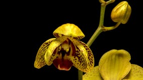 Gelbes Orchideenblumenöffnen stock footage Gelbes Orchideenblumenöffnen stock footage