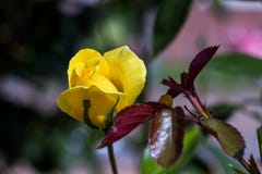 Gelbrose im Sonnenlicht lizenzfreie stockfotografie Gelbrose im Sonnenlicht lizenzfreie stockfotografie