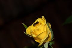 Gelbrose mit einer kleinen Biene in der hinteren Ansicht mit unscharfem dunklem Hintergrund lizenzfreie stockfotos Gelbrose mit einer kleinen Biene in der hinteren Ansicht mit unscharfem dunklem Hintergrund lizenzfreie stockfotos