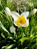 Gele bloem Achtergrondgele narcisnarcissen met gele knoppen en bladeren royalty-vrije stock foto Gele bloem Achtergrondgele narcisnarcissen met gele knoppen en bladeren royalty-vrije stock foto