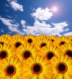 Gele bloemen Gele bloemen