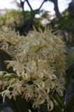 Gele bloemen van de de rotsorchidee van Sydney stock afbeeldingen Gele bloemen van de de rotsorchidee van Sydney stock afbeeldingen