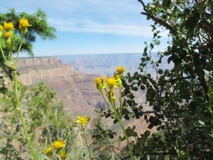 Gele Bloesems tegen een Vaag Grand Canyon -Uitzicht royalty-vrije stock foto's Gele Bloesems tegen een Vaag Grand Canyon -Uitzicht royalty-vrije stock foto's