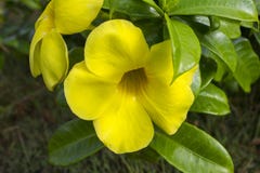Gele cathartica van bloemallamanda stock afbeelding Gele cathartica van bloemallamanda stock afbeelding