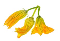 Gele die pompoen en courgettebloemen op witte achtergrond worden geïsoleerd Stock Afbeeldingen Gele die pompoen en courgettebloemen op witte achtergrond worden geïsoleerd Stock Afbeeldingen