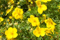 Gele fruticosa van bloemenpotentilla goldfinger in aard behang stock afbeeldingen Gele fruticosa van bloemenpotentilla goldfinger in aard behang stock afbeeldingen