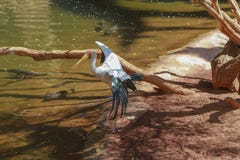 Gele gefactureerde ooievaar, (Mycteria-ibis) royalty-vrije stock afbeelding Gele gefactureerde ooievaar, (Mycteria-ibis) royalty-vrije stock afbeelding
