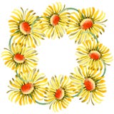 Gele madeliefje bloemen botanische bloemen Waterverf achtergrondillustratiereeks Het ornamentvierkant van de kadergrens stock illustratie Gele madeliefje bloemen botanische bloemen Waterverf achtergrondillustratiereeks Het ornamentvierkant van de kadergrens stock illustratie