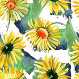 Gele madeliefje bloemen botanische bloemen Waterverf achtergrondillustratiereeks Naadloos patroon als achtergrond vector illustratie Gele madeliefje bloemen botanische bloemen Waterverf achtergrondillustratiereeks Naadloos patroon als achtergrond vector illustratie
