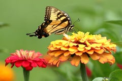 Gele Swallowtail-Vlinder in Bloemtuin royalty-vrije stock afbeeldingen Gele Swallowtail-Vlinder in Bloemtuin royalty-vrije stock afbeeldingen