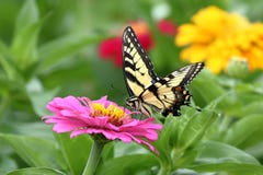 Gele Swallowtail-Vlinder in Bloemtuin stock foto's Gele Swallowtail-Vlinder in Bloemtuin stock foto's