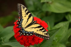Gele Swallowtail-Vlinder in Bloemtuin royalty-vrije stock afbeeldingen Gele Swallowtail-Vlinder in Bloemtuin royalty-vrije stock afbeeldingen