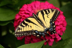 Gele Swallowtail-Vlinder in Bloemtuin royalty-vrije stock afbeeldingen Gele Swallowtail-Vlinder in Bloemtuin royalty-vrije stock afbeeldingen