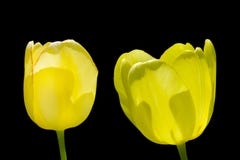 Gele tulp twee die op zwarte achtergrond wordt geïsoleerd royalty-vrije stock afbeelding Gele tulp twee die op zwarte achtergrond wordt geïsoleerd royalty-vrije stock afbeelding