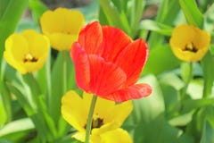 Gele tulpen en ??n rood op een achtergrond van geel stock afbeeldingen Gele tulpen en ??n rood op een achtergrond van geel stock afbeeldingen