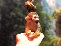 Gelukkig zit weinig aap in de petting dierentuin op de menselijke palm stock afbeeldingen Gelukkig zit weinig aap in de petting dierentuin op de menselijke palm stock afbeeldingen
