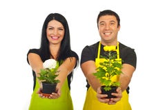 Gelukkige bloemisten die chrysantenpotten geven royalty-vrije stock foto Gelukkige bloemisten die chrysantenpotten geven royalty-vrije stock foto