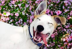 Gelukkige Hond Gelukkige Hond