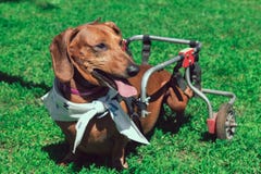Gelähmte glückliche Kurzhaardackel auf dem Rollstuhlgehen lizenzfreie stockfotos Gelähmte glückliche Kurzhaardackel auf dem Rollstuhlgehen lizenzfreie stockfotos